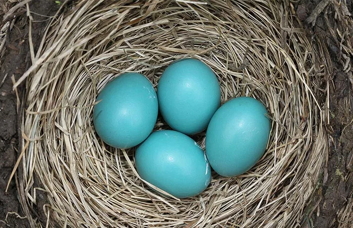 تخم پرندگان مختلف و خصوصیات آنها