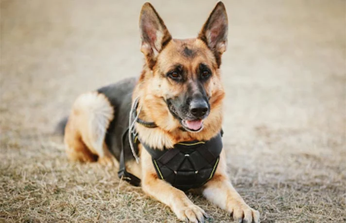 تفاوت های ژرمن لانگ هیر و ژرمن معمولی