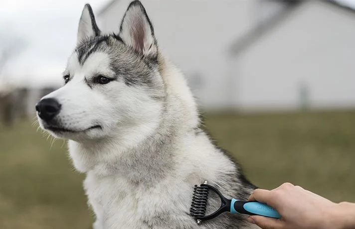 ریزش موی حیوانات خانگی و روش های جمع آوری مو سگ و گربه در محیط