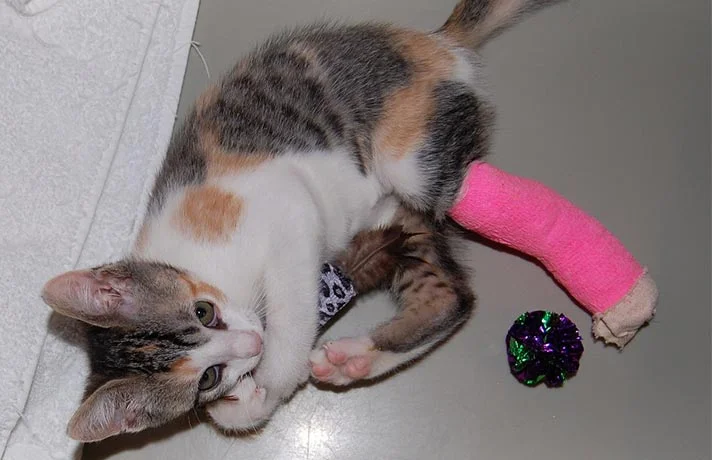 رایج ترین صدمات گربه ها و راههای درمان این صدمات در گربه