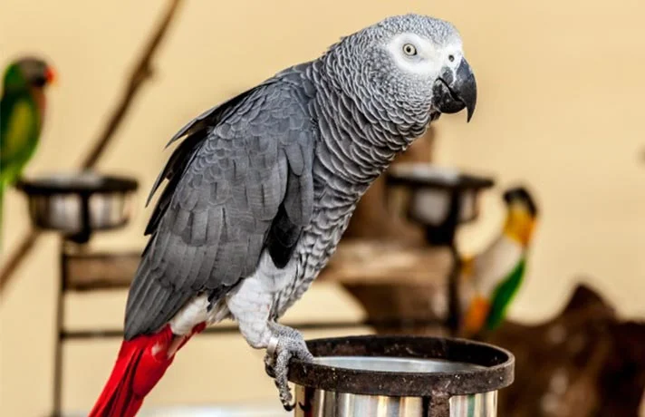 کمبود ویتامین آ در پرندگان و عوارض آن