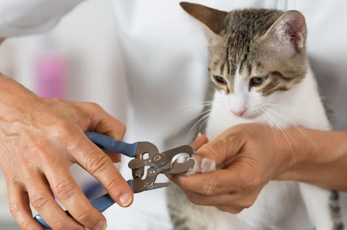 گرفتن ناخن گربه ؛ چگونه چنگال گربه را در خانه کوتاه کنیم؟