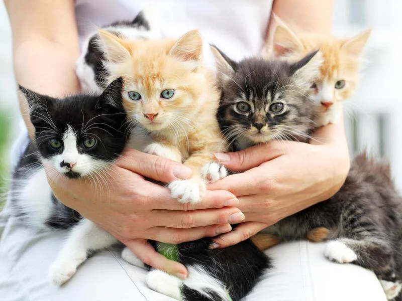 نگهداری حیوان در اسلام و حقوق حیوانات در فقه اسلامی