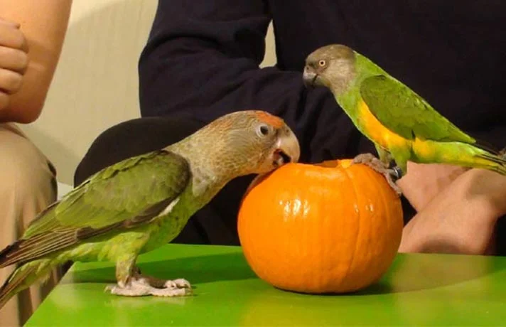 تخمه کدو دسری خوشمزه برای پرندگان