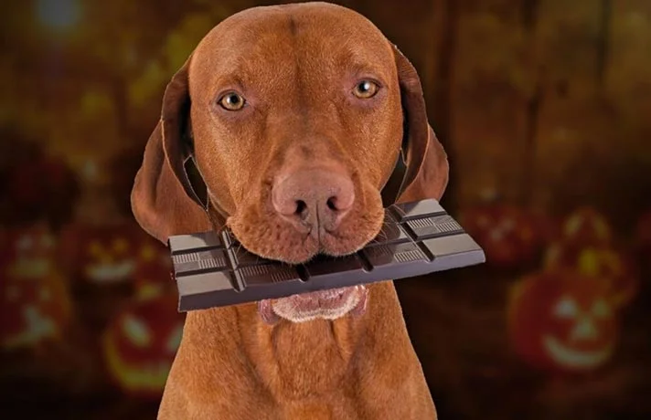 مسمومیت سگ با شکلات ؛ اگر سگ شکلات خورد چه کار کنیم؟