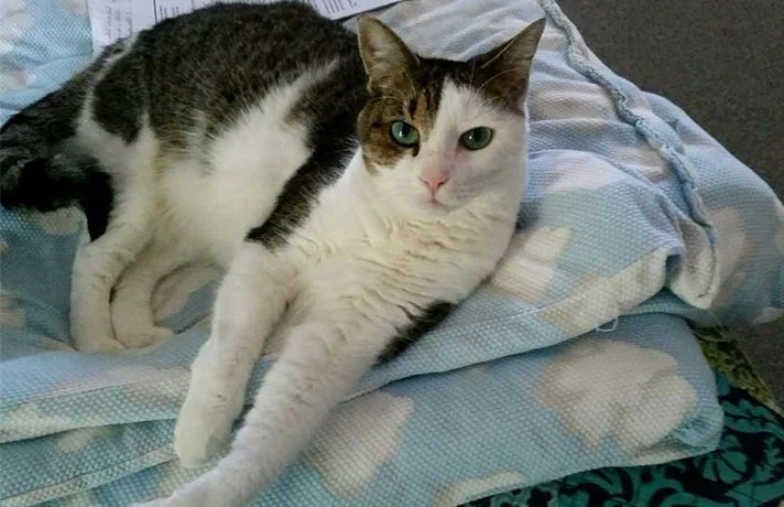 تنها گذاشتن گربه در خانه ؛ آیا گربه میتواند مدت زیادی در خانه تنها بماند؟