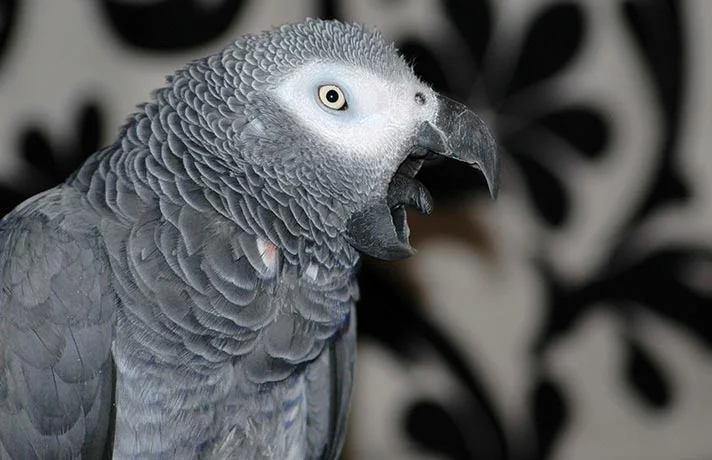 علت عطسه پرندگان چیست؟ راه های درمان عطسه کردن پرنده