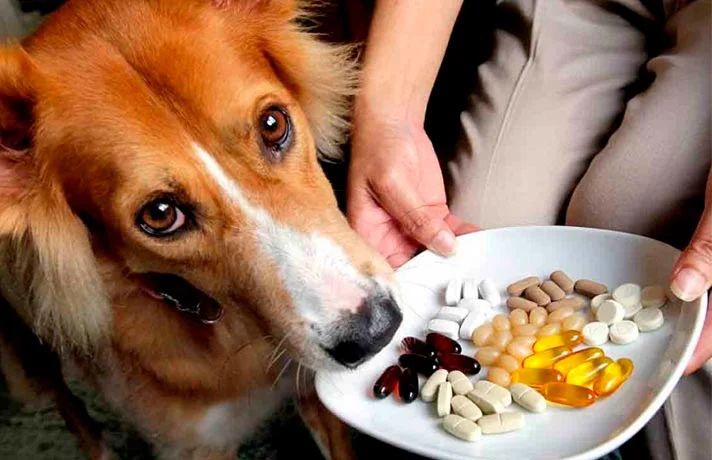 مواد معدنی و ویتامین های مورد نیاز سگ ها که حتما باید بدانید