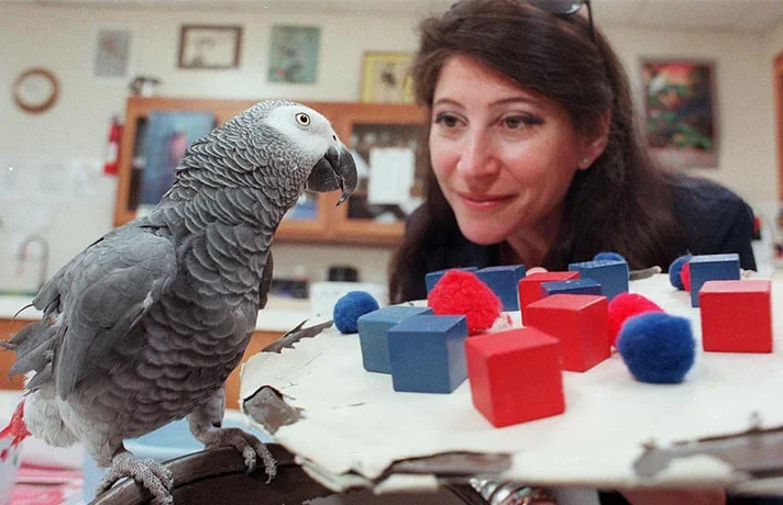 آموزش حرف زدن به طوطی و پرنده ها