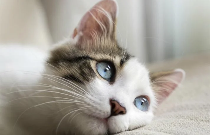 باز شدن چشم بچه گربه ؛ برای باز شدن چشم بچه گربه چه کنیم؟