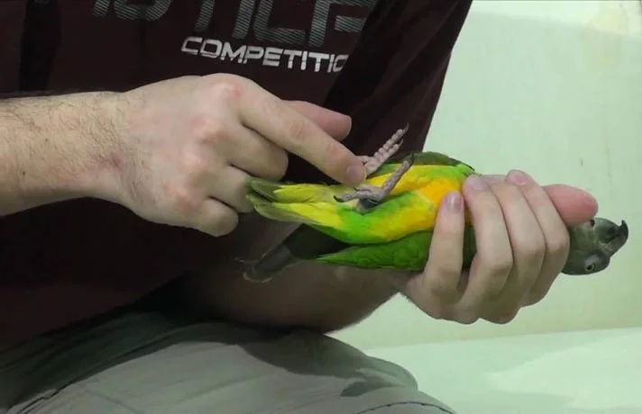 نحوه کوتاه کردن ناخن پرنده و هر آنچه برای گرفتن ناخن پرندگان باید بدانید