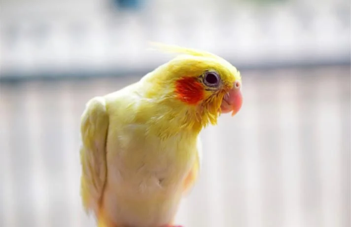 بیماری مایکوپلاسما در پرندگان