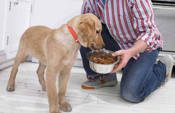 وعده های غذایی سگ در سنین مختلف؛ چقدر به سگ غذا بدهیم؟