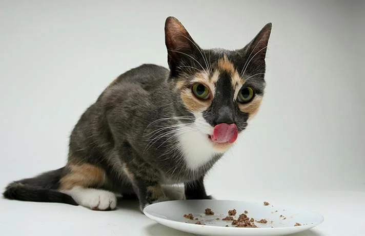 مشکلات ظرف غذای پلاستیکی برای گربه