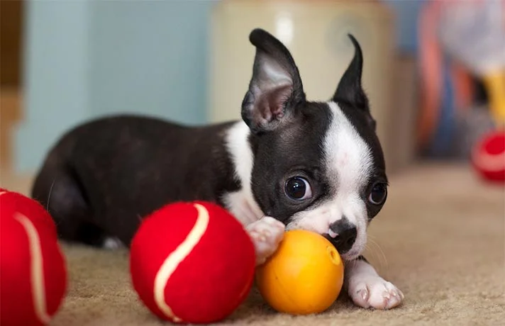 بهترین اسباب بازی برای سگ ها و توله ها