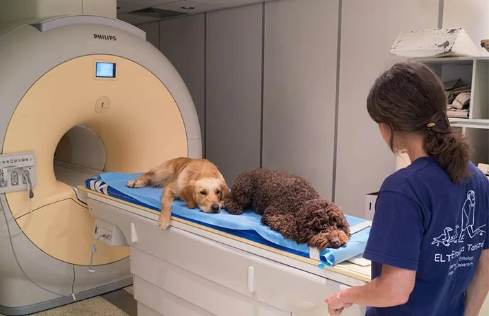 آیا سگ ها زبان انسان را می فهمند؟! همه چیز در مورد فهمیدن سگ از زبان