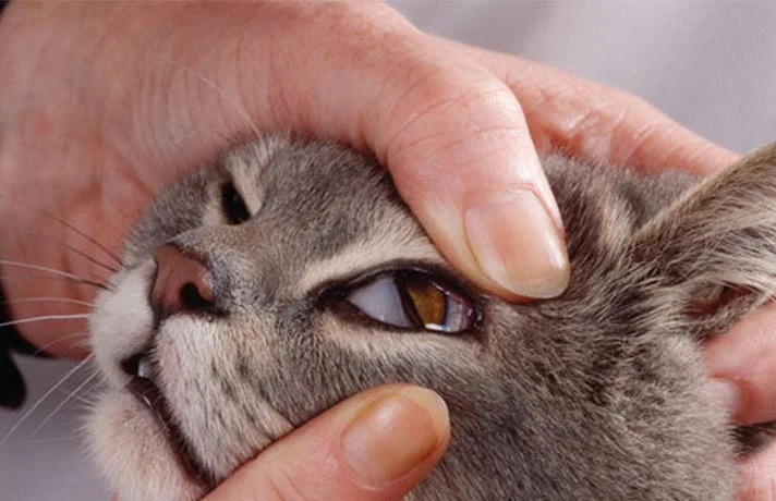 پلک داخلی یا پلک سوم گربه ها