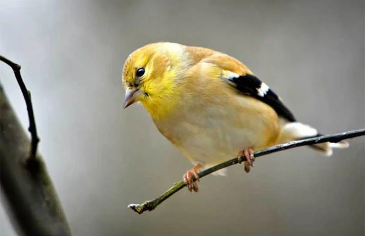 همه چیز درباره پرنده فنچ و نکاتی که برای نگهداری از فنچ باید بدانید