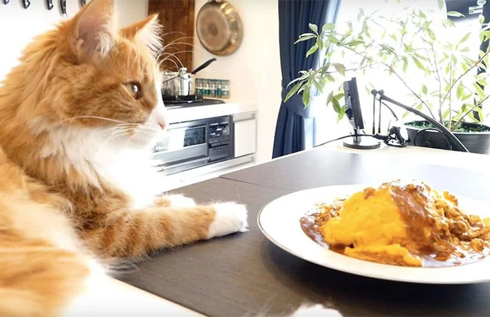 تاثیر مواد غذایی بر سلامت مجاری ادراری گربه