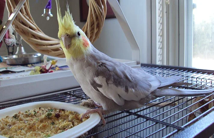 10 خوراکی مورد علاقه پرندگان از گنجشک تا طوطی