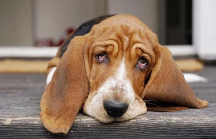 علائم افسردگی سگها و روش های درمان افسردگی سگ