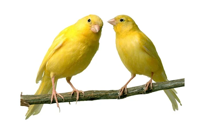 نکات کلیدی نگهداری از قناری به عنوان حیوان خانگی