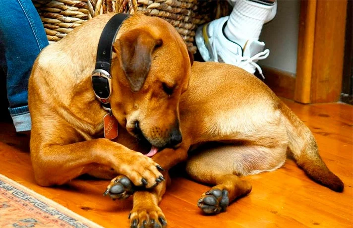 دلیل لیس زدن سگ ها ؛ علت ها و راه های جلوگیری از لیسیدن سگ