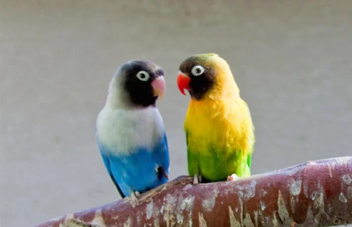 بیماری های شایع در مرغ عشق که لازم است بدانید