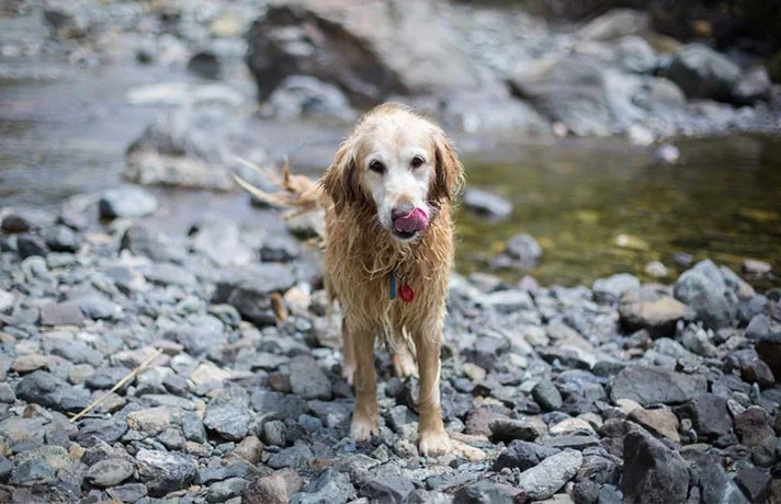 علت سنگ خوردن سگ و راه‌های جلوگیری از جویدن سنگ و شن