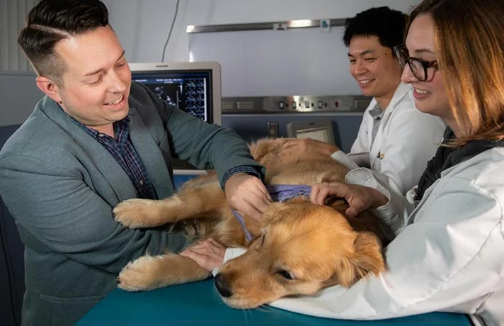 بیماری دیستمپر سگ ها چیست؟ از علائم تا درمان و پیشگیری ویروس