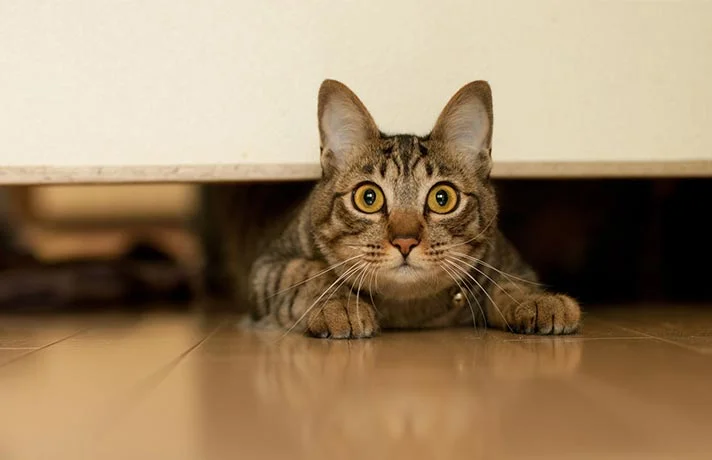 علائم و نشانه های ترس در گربه و راه های درمان آن