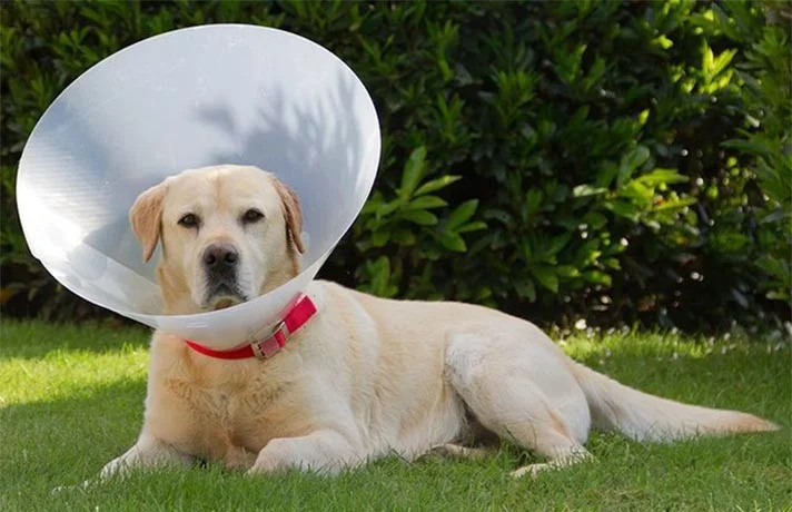 بررسی روش های عقیم کردن سگ ماده و بهترین روش عقیم سازی سگ ها