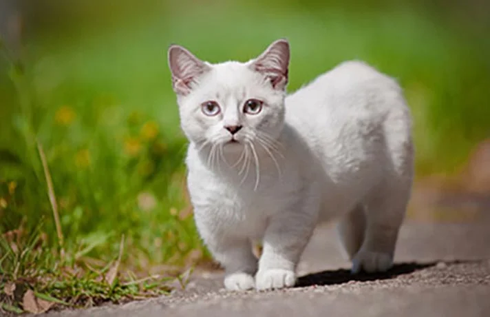 آرتروز گربه چیست؟ علائم انحراف و بدفرمی مفاصل در گربه