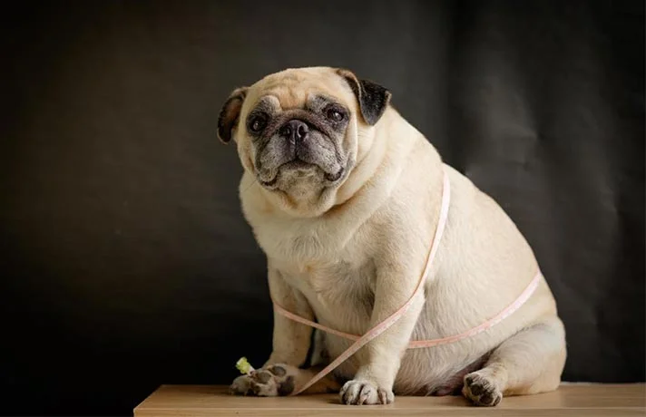 روش های کاهش وزن برای سگ هایی که اضافه وزن دارند