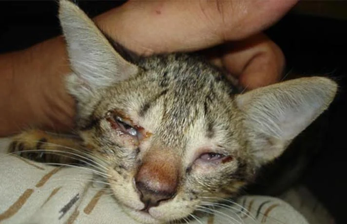 بیماری های شایع گربه های پرشین که لازم است بدانید!!