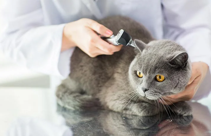 علت کاهش درجه حرارت بدن گربه و راه های درمان آن