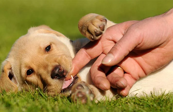 زمان افتادن دندان های شیری توله سگ