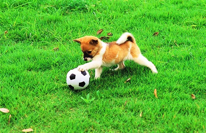 آموزش گام به گام توپ بازی با سگ