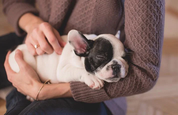 آموزش گام به گام دستور بخواب به سگتان