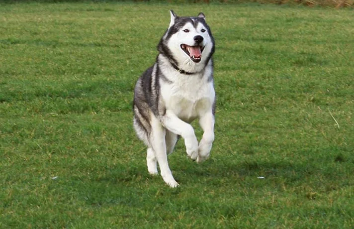 آموزش گام به گام دستور بریم به سگ