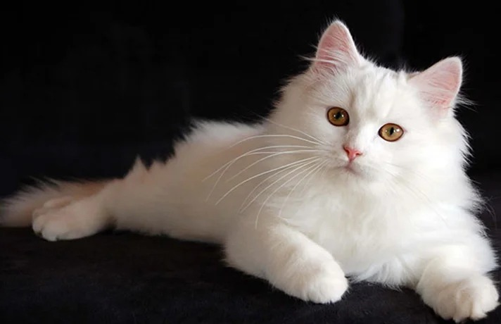 نکات مهم در مورد گربه ایرانی