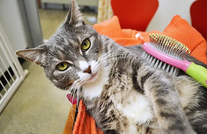 نکاتی که قبل از آوردن گربه به خانه باید بدانید