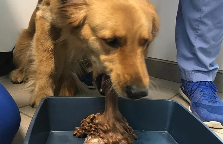 استفراغ در سگ ها نشانه چیست؟ تمامی علت های بالا آوردن سگ