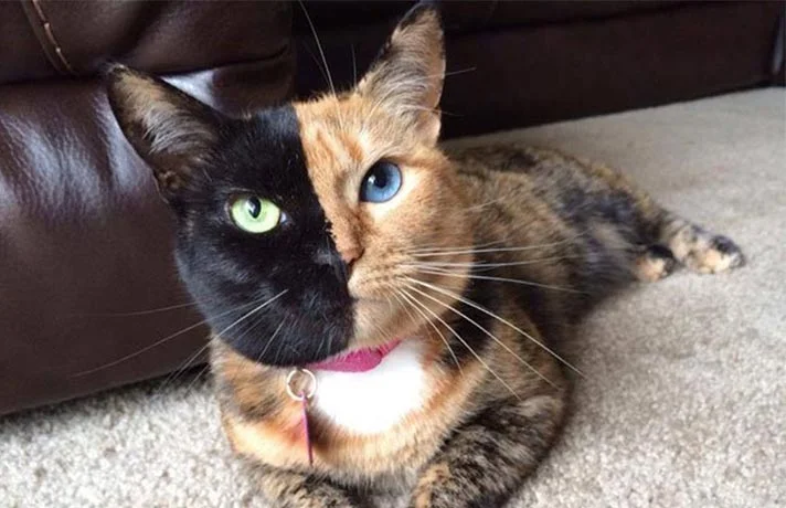 چگونه گربه ها اهلی شدند؟