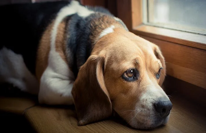 انواع عفونت در سگ ها و روش های پیشگیری از عفونت های در سگ