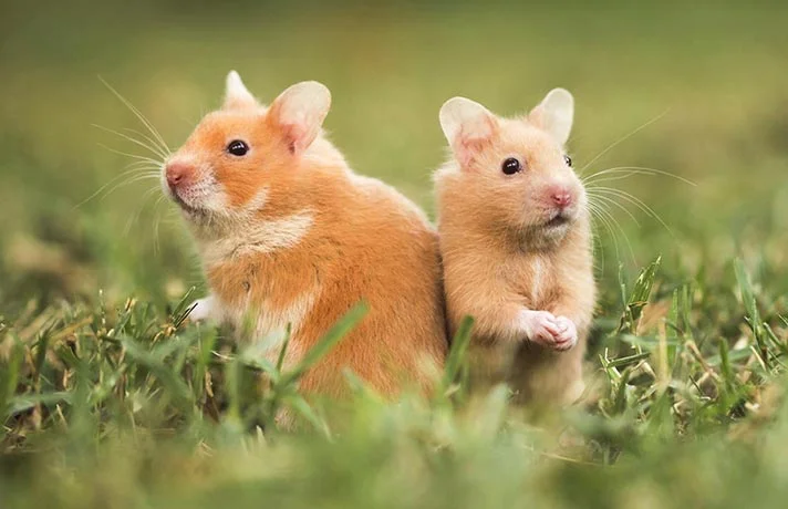 همستر ها چه مدت عمر میکنند؟ طول عمر همسترها و نکاتی برای افزایش آن