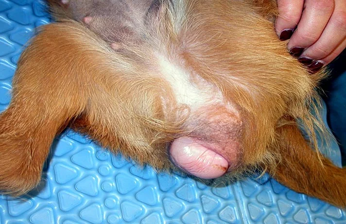 بزرگ شدن خوش خیم پروستات در سگ ها