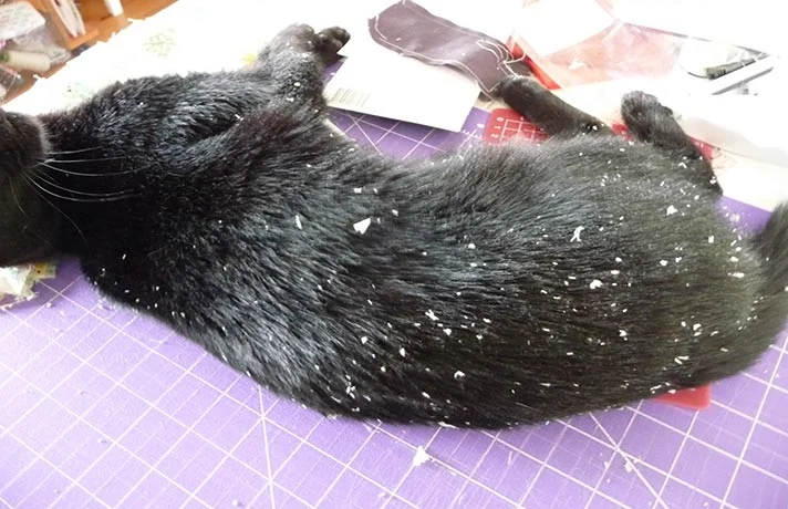 علل بیماری شوره گربه و 6 روش قطعی برای درمان شوره موی گربه