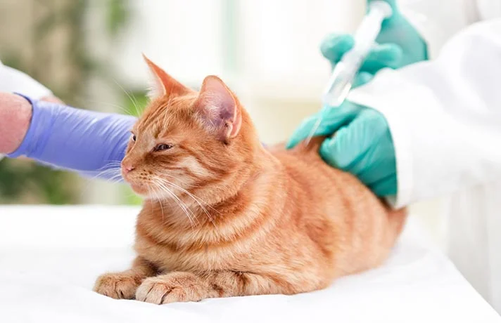 هرآنچه باید دربارۀ واکسیناسیون گربه بدانید
