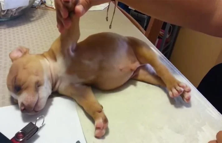 نفخ کردن سگ ها و روش های درمان اورژانسی نفخ شکم سگ که باید بدانید!